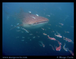 Whale Shark Ahead. Whale shark in the Seychelles - island... by Margo Cavis 